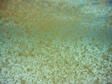 Millions of Thimble Jellyfish Fill the Waters of the Cayman Islands