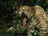Buy A Jaguar Yawns at AllPosters.com