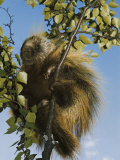Porcupine in a Tree