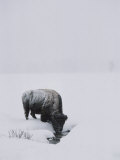 A American Bison Finds a Spot for a Drink in the Middle of the Snow-Covered Terrain