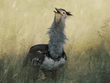 A Kori Bustard (Choriotis Kori) with Neck Feathers Extended