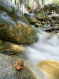 A Rough-Skinned Newt Sits on a Rock Near a Rushing Creek
