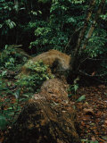 Male Jaguar Taken by a Camera Trap