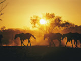 Buy Horses Walk at Sunset at AllPosters.com