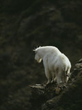 A Mountain Goat Stands Looking over a Precipice