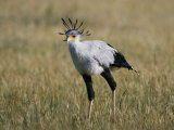 Secretary Bird
