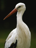 A Portrait of a European White Stork