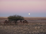 Buy The Moon Rises over Two Camels Tied to a Low Tree at AllPosters.com