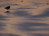 Sandpiper on Sandflats, Clayoquot Sound, Vancouver Island