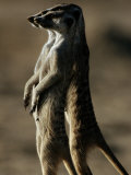 Three Suricates Survey the Landscape Around Their Burrows