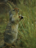 A Columbia Ground Squirrel Reaches up to Eat the Seed Heads of Mature Grasses
