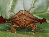 Magnified Close-up of a Rust-Colored, Crablike Tortoise Beetle