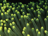 A Close View of the Tentacles of a Sea Anemone