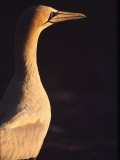 A Portrait of a Cape Gannet