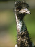 A Close View of an Emu