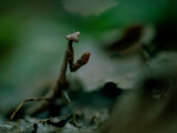 A Praying Mantis