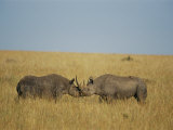 Black Rhinoceroses Sparring in the Grass