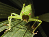 Pink-Eyed Tropical Female Katydid, Mouth Agape and Spiny Legs on Leaf