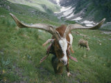 Close View of a Goat with Long Horns