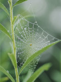 Spiderweb Covered in Dew