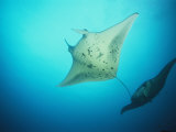 A Pair of Manta Rays in the Waters off the Yap Islands