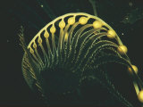 Buy Close-up of Pneumatocysts, or Gas-Filled Bladders, That Adorn the Tip of a Kelp Frond at AllPosters.com