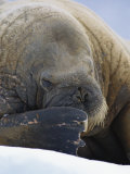 An Atlantic Walrus Rubs its Face with its Flipper