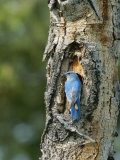 Mountain Bluebird at Nest on Tree Trunk