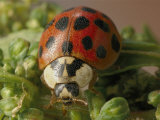 Close View of a Ladybug