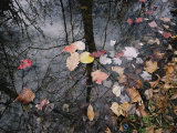 Buy Autumn Leaves Floating in Israel Creek at AllPosters.com