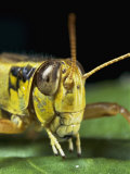 Portrait of a Grasshoppers Head