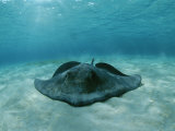 A Southern Stingray, Dasyatis Americana, Lies on a Sandy Sea Floor