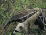 Buy A Giant Anteater at AllPosters.com