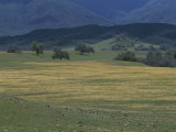 Scenic View of a Field of Wildflowers and Oak Trees in Cuyama Valley
