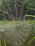 A Spiderweb Covered in Dew