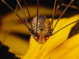 Close View of a Daddy Longlegs (Harvestman)