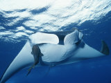 A Pair of Remoras Hitch a Ride on a Manta Ray, Manta Birostris