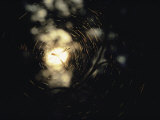 An Orb Weaving Spider Sits in the Middle of its Sunlit Web
