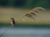A Song Sparrow is Perched on a Tall Weed