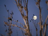 Roosting Cormorants in a Tree with Moon in Sky