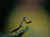 A Praying Mantis