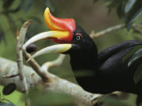 Rhinoceros Hornbill in a Fig Tree