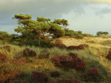 Heathland on the Island of Hiddensee in the East Sea