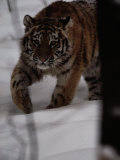 Siberian Tiger (Panthera Tigris Altaica) in the Snow
