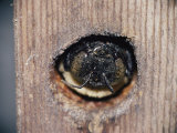 The Head of an Adult Carpenter Bee Appears Outside Her Nest
