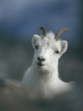 Portrait of a Juvenile Mountain Goat
