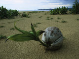 Buy A Sprouting Coconut Lying on a Sandy Beach at AllPosters.com