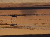 An Avocet Forages at Sunset Along the Waters Edge