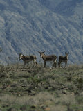 Group of Wild Burros in the Panamint Valley