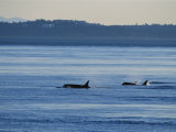 A Pod of Killer Whales, Orcinus Orca, Hunt and Swim in Calm Waters